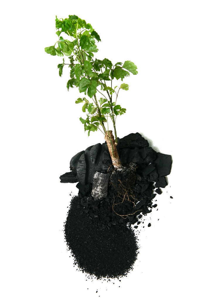 Kohlenstoff_und_Pflanze